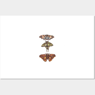 Moth Collection Posters and Art